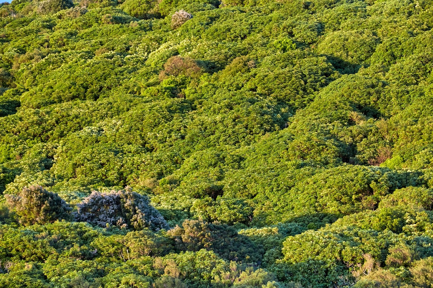 Como o Cerrado e a Mata Atlântica se Complementam