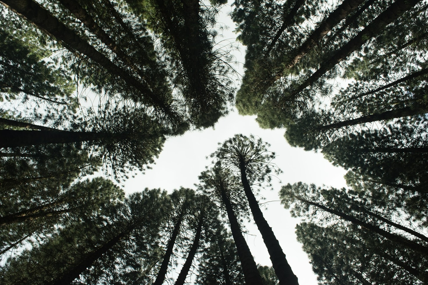 Plante uma Árvore: Transformando Vidas e Biomas
